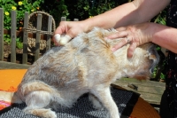 Picture of border terrier plucking coat