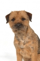 Picture of Border Terrier portrait