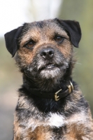 Picture of Border Terrier portrait