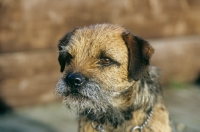 Picture of border terrier portrait