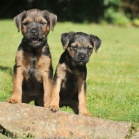 Picture of Border Terrier puppies