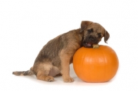 Picture of Border Terrier puppy chewing a pumpkin