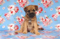 Picture of Border Terrier puppy on flowery paper
