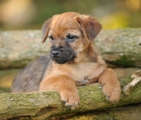 Picture of Border Terrier puppy resting on branches