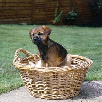 Picture of border terrier puppy sitting in a basket