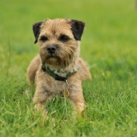Picture of Border Terrier resting on grass