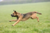 Picture of Border Terrier running fast
