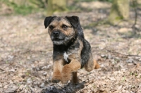 Picture of Border Terrier running