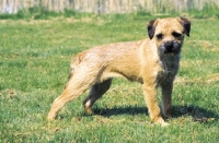 Picture of Border Terrier, side view on grass