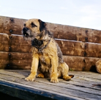 Picture of border terrier sitting in a hay cart