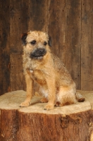 Picture of Border Terrier sitting on log