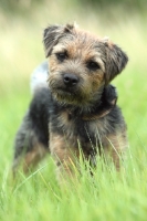 Picture of Border Terrier standing in high grass