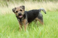 Picture of Border Terrier standing on grass