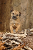 Picture of Border Terrier standing on wood
