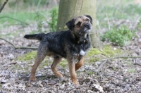 Picture of Border Terrier standing, one leg up