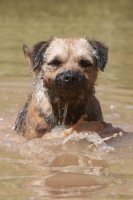 Picture of Border Terrier swimming