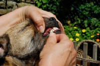 Picture of border terrier teeth scraping