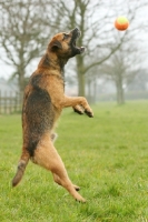 Picture of Border Terrier trying to get ball