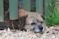 Picture of Border terrier under fence