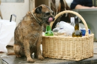 Picture of Border Terrier with picknick basket