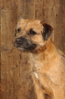 Picture of Border Terrier with wood in background