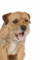 Picture of Border Terrier yawning