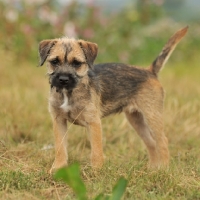 Picture of Border Terrier