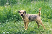 Picture of Border Terrier