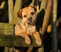 Picture of Border Terrier