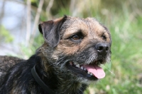 Picture of Border Terrier