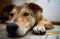 Picture of bored dog resting on a carpet 