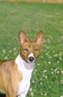 Picture of borwn and white Basenji