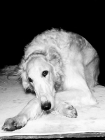 Picture of borzoi at crufts