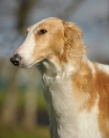 Picture of Borzoi had study