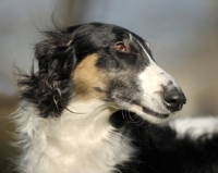 Picture of Borzoi head study