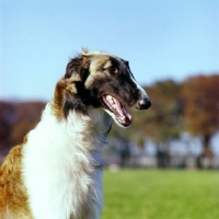 Picture of borzoi, head study