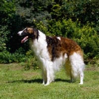 Picture of borzoi in a garden, side view