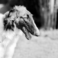 Picture of borzoi, int ch springett copper beech, portrait