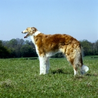 Picture of borzoi looking ahead