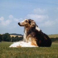 Picture of borzoi lying in countryside