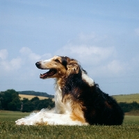 Picture of borzoi lying in countryside