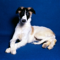Picture of borzoi on blue background