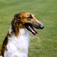 Picture of borzoi portrait