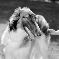 Picture of borzoi, portrait