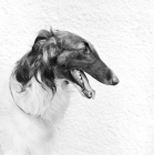 Picture of borzoi portrait