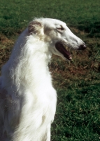 Picture of Borzoi profile