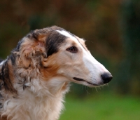 Picture of Borzoi profile