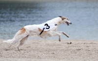 Picture of Borzoi racing