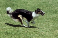 Picture of borzoi running on grass