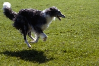 Picture of borzoi running on grass